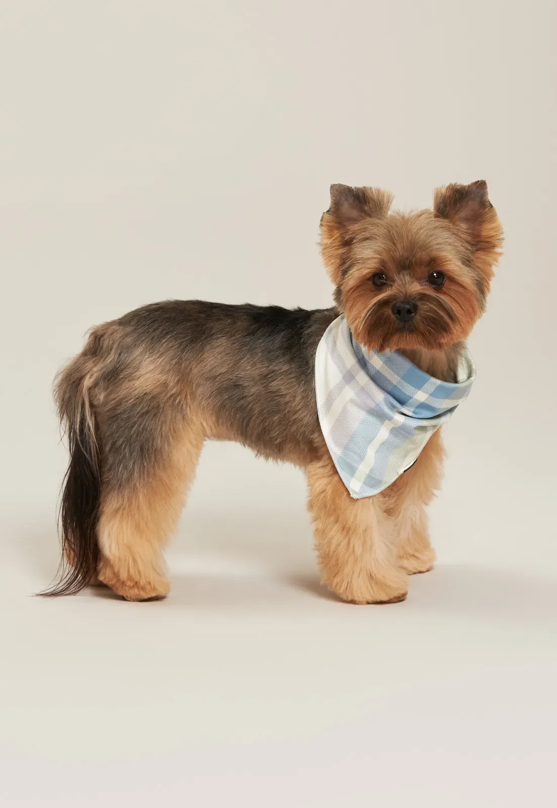 Bandana Baunilha Petjama de New Skin — imagem 1
